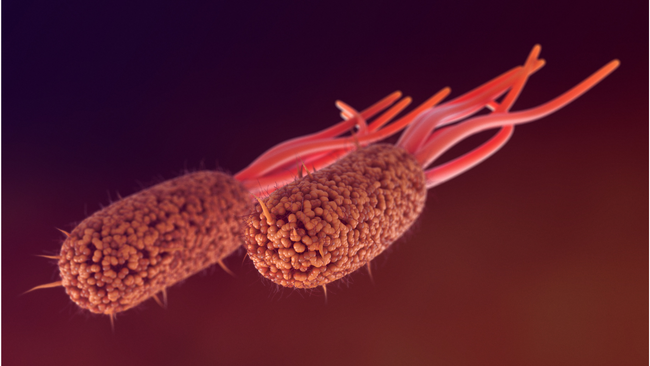 E. Coli