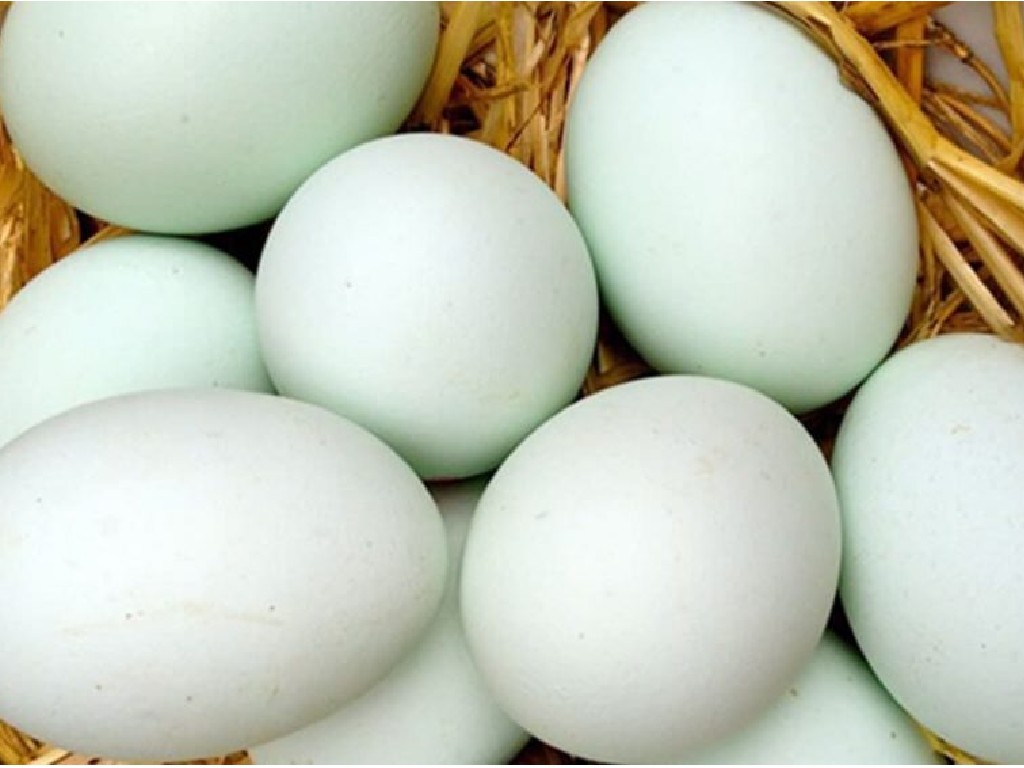 Manfaat kuning telur bebek